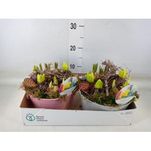 Arr.   Bol/Knolgewas L%