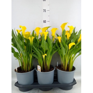 Zantedeschia  'Sunclub'
