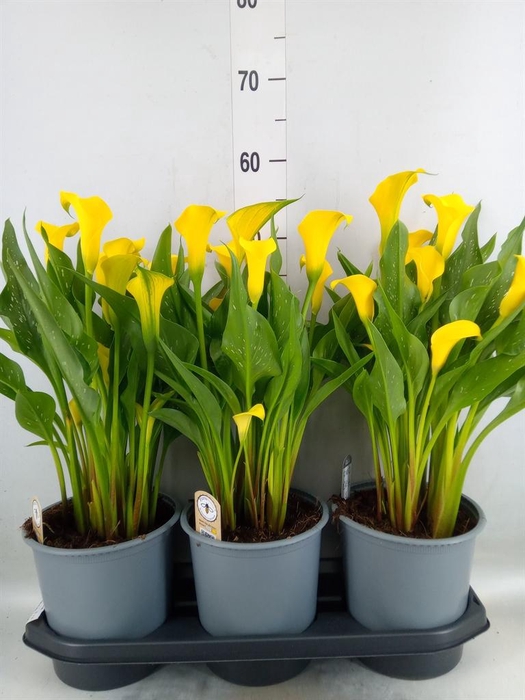 <h4>Zantedeschia  'Sunclub'</h4>