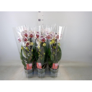 Phalaenopsis  'Elegant Cascade'