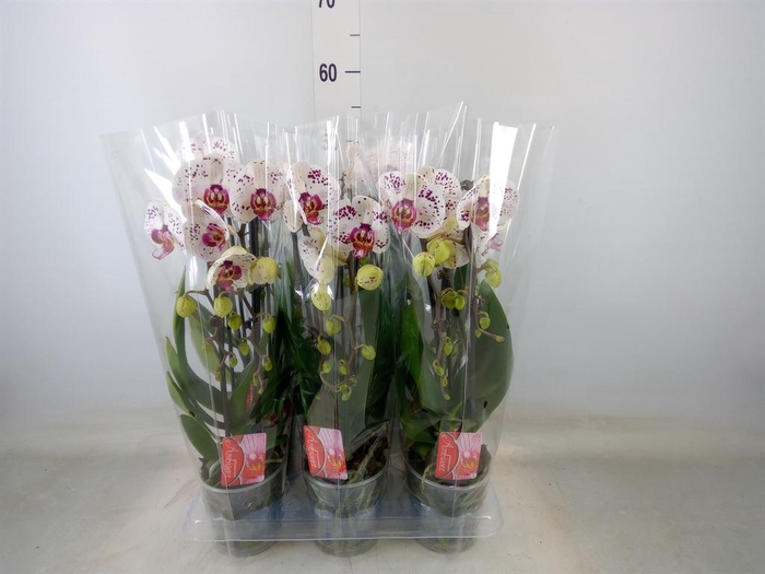 <h4>Phalaenopsis 'Elegant Cascade'</h4>