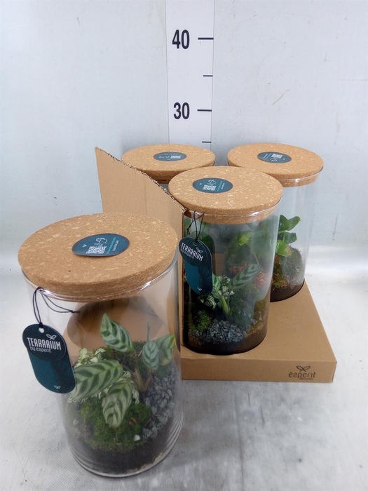 <h4>Arr.    Planten  H%</h4>