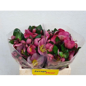 HELL FRK PIPPAS PURP