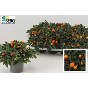 SOLAN P MEGABALL BES