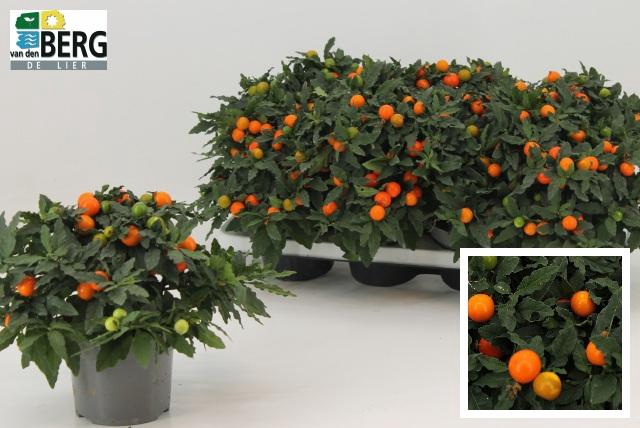 <h4>SOLAN P MEGABALL BES</h4>