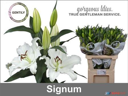 <h4>Li Or Signum</h4>