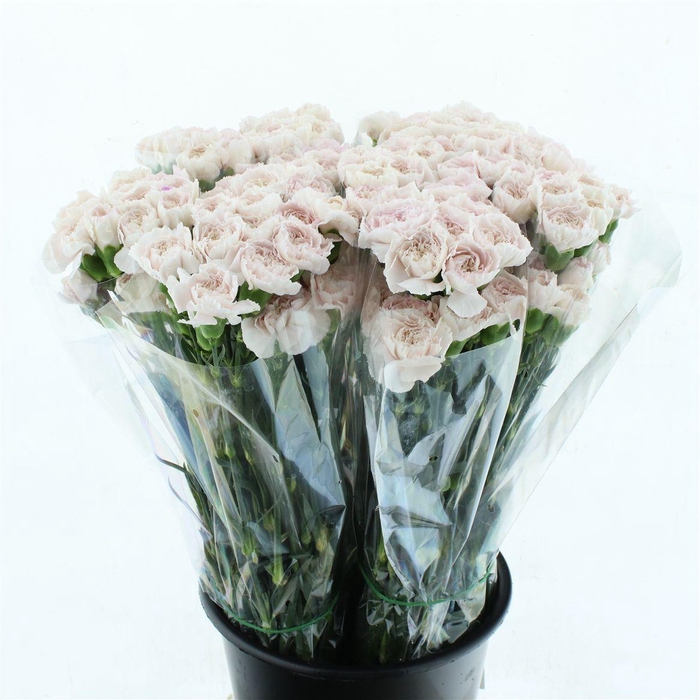 <h4>Di St Maruchi Light Pink</h4>