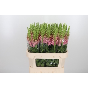 Antirrhinium Cool Rose