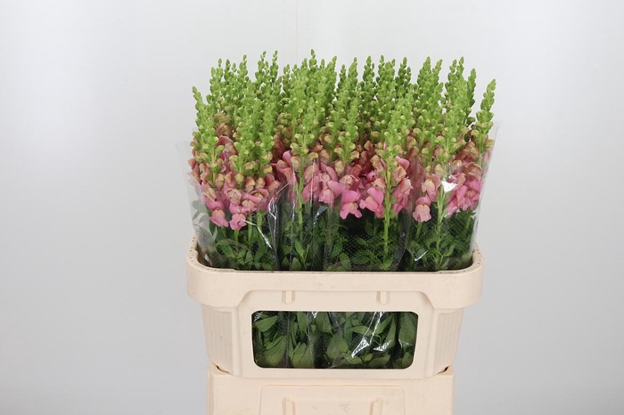 <h4>Antirrhinium Cool Rose</h4>