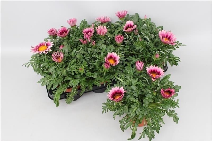 <h4>Gazania Big Kiss Pink</h4>