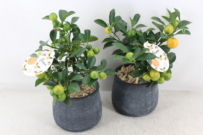 <h4>arr3 SN - Ker. dark pot duke L Citrus</h4>