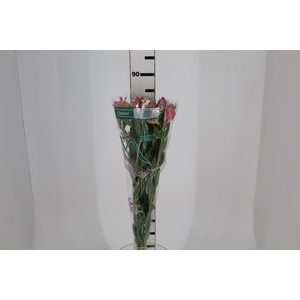 ALSTROEMERIA CHANEL 080 CM