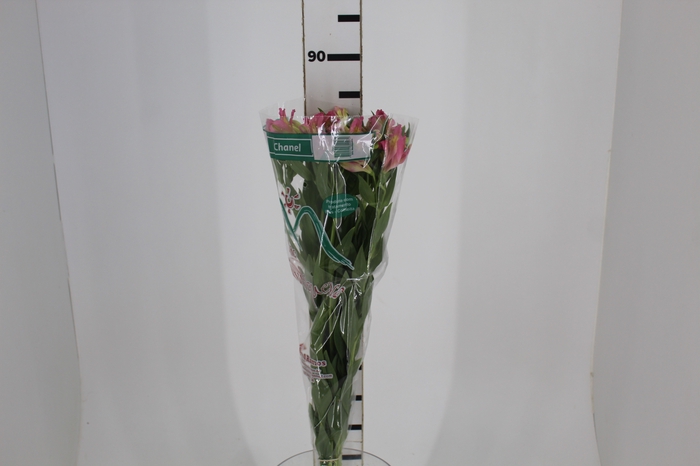 <h4>ALSTROEMERIA CHANEL 080 CM</h4>