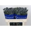 Eryngium Blue Dynamite