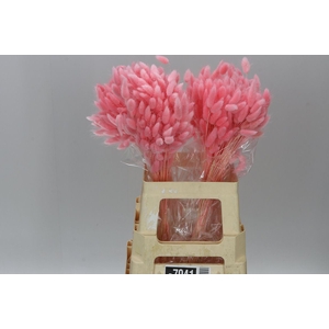 Dried Lagurus Pink