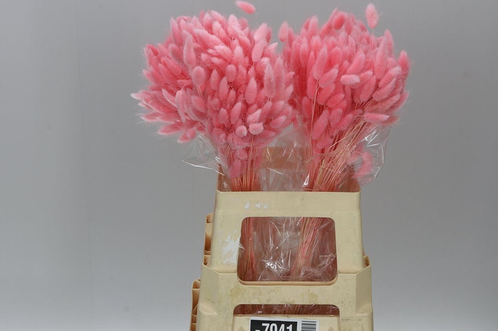 <h4>Dried Lagurus Pink</h4>