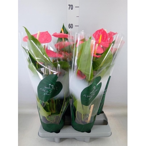 Anthurium andr. 'Colorado'