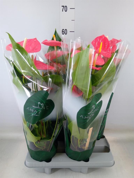 <h4>Anthurium andr. 'Colorado'</h4>
