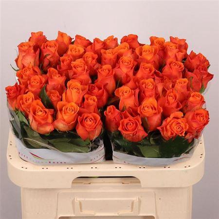 <h4>R Gr Orange Wave</h4>