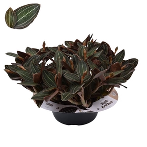 Ludisia Discolor 23 cm schaal 15 tak