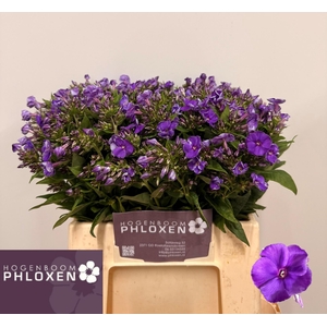 PHLOX P CRISSY