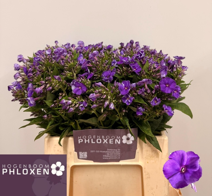 <h4>PHLOX P CRISSY</h4>