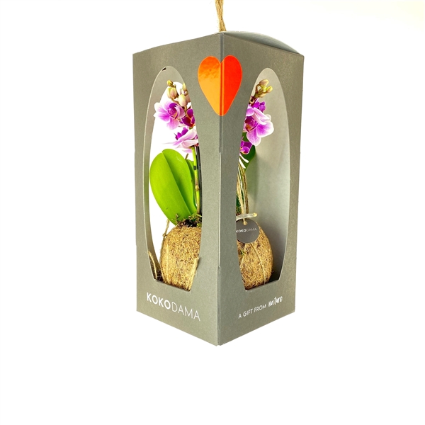 <h4>Kokodama 12 cm Gift Package Orchid Valentine</h4>