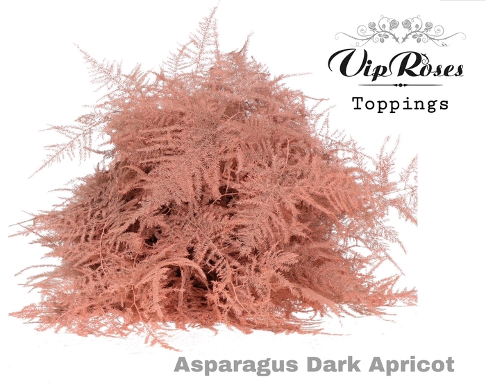 ASP OV 1E VEREN DARK APRICOT