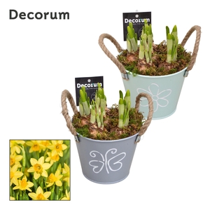 Narcis Bucket Maxi GM HL10647