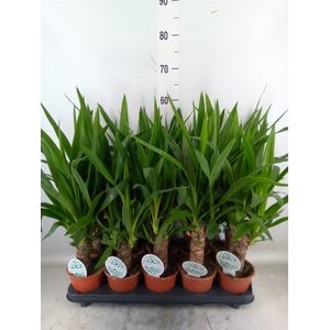 Yucca   ...