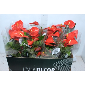 ANTH PRINCE OF ORANGE P15