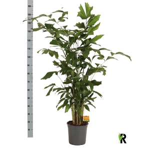 CARYOTA MITIS