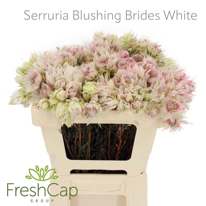 <h4>Serruria Ayoba Satin Star</h4>