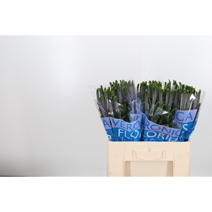 Veron Smart June Milka