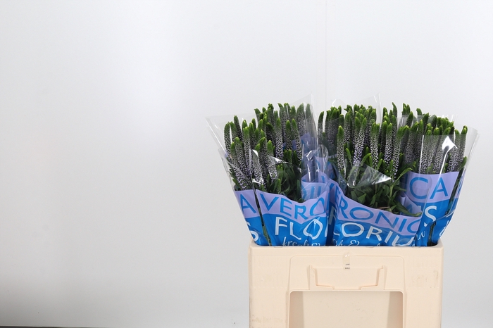 <h4>Veron Smart June Milka</h4>