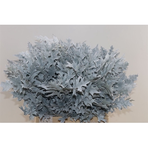 Quercus Palustris Frosted White