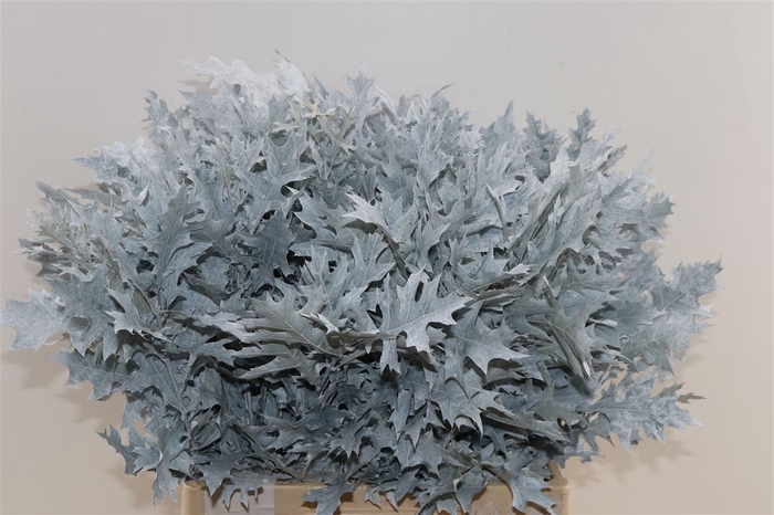 <h4>Quercus Palustris Frosted White</h4>