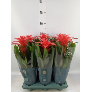 Guzmania  'Calypso'