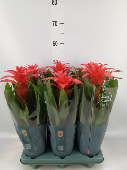 <h4>Guzmania  'Calypso'</h4>