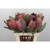 Protea Barbigera Air