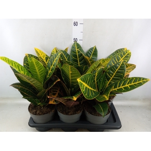 Codiaeum var. GR 'Petra'