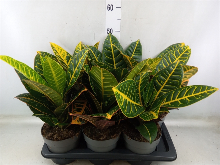 <h4>Codiaeum var. GR 'Petra'</h4>