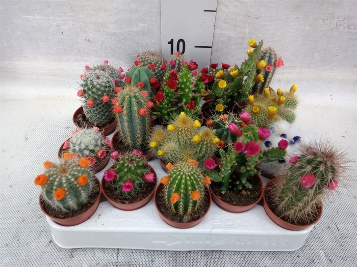 <h4>Cactus   ...decorated</h4>