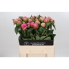 Paeonia Jacorma