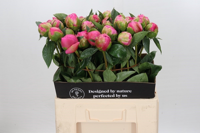 <h4>Paeonia Jacorma</h4>
