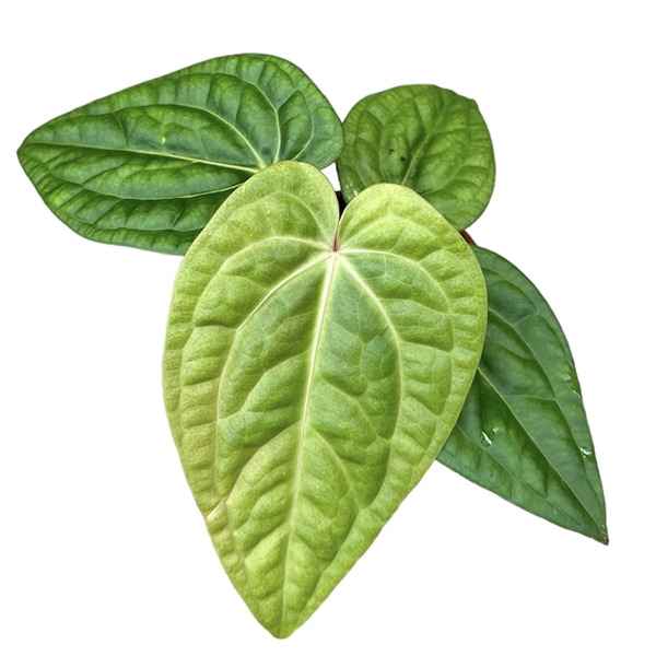 <h4>Anthurium Villenaorum x Luxurians</h4>