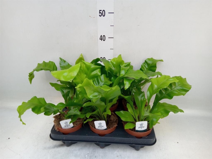 <h4>Asplenium nidus</h4>