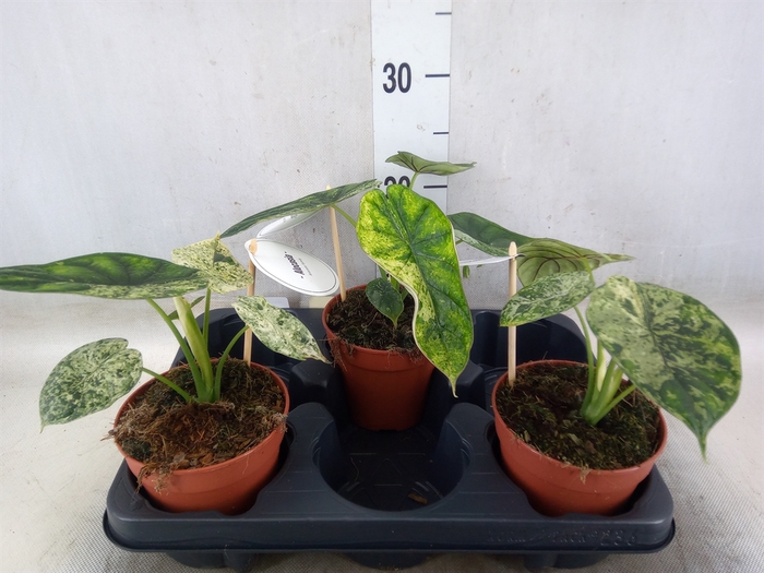 <h4>Alocasia   ...</h4>