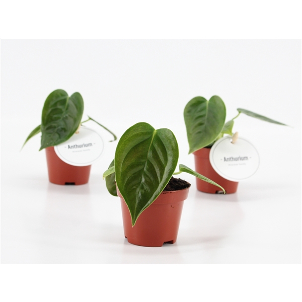 <h4>Anthurium Veitchii</h4>