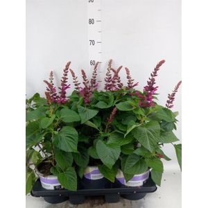 Salvia  'Salgoon Lake Flamingo'